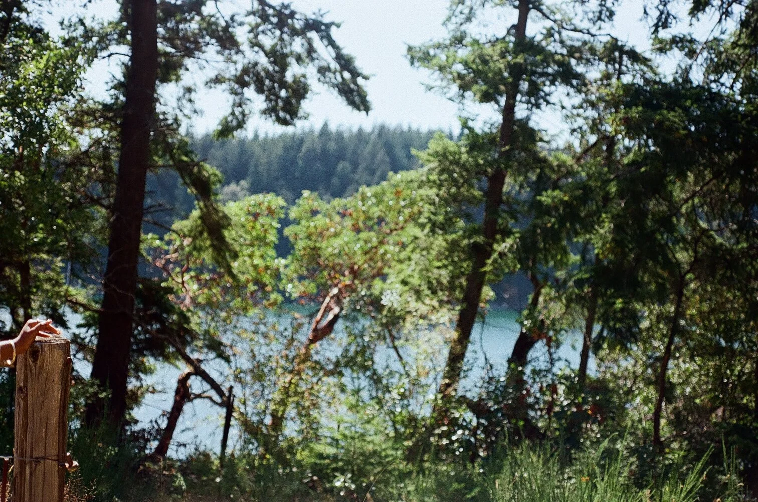 A view through trees overlooking a body of water in a forested area on a sunny day.