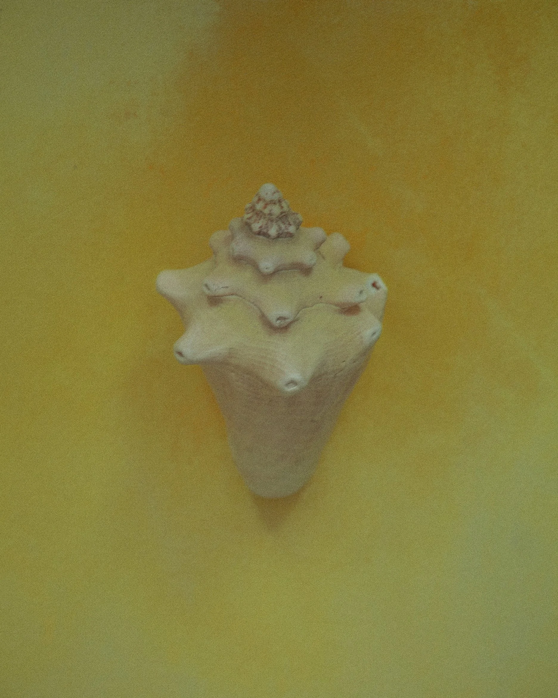 Conch Shell Jamaica 2025 Gift from Anna