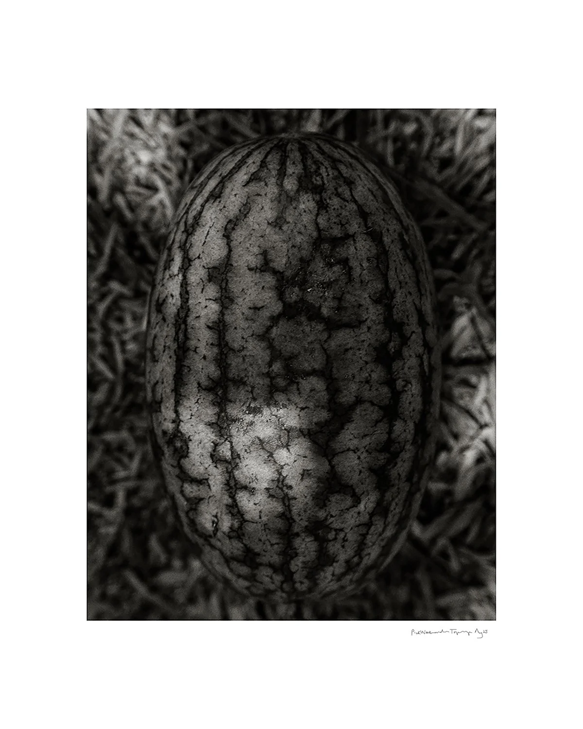 20250819_topanga-watermelon_0018-v3-lowres-bw-text-lr.jpg