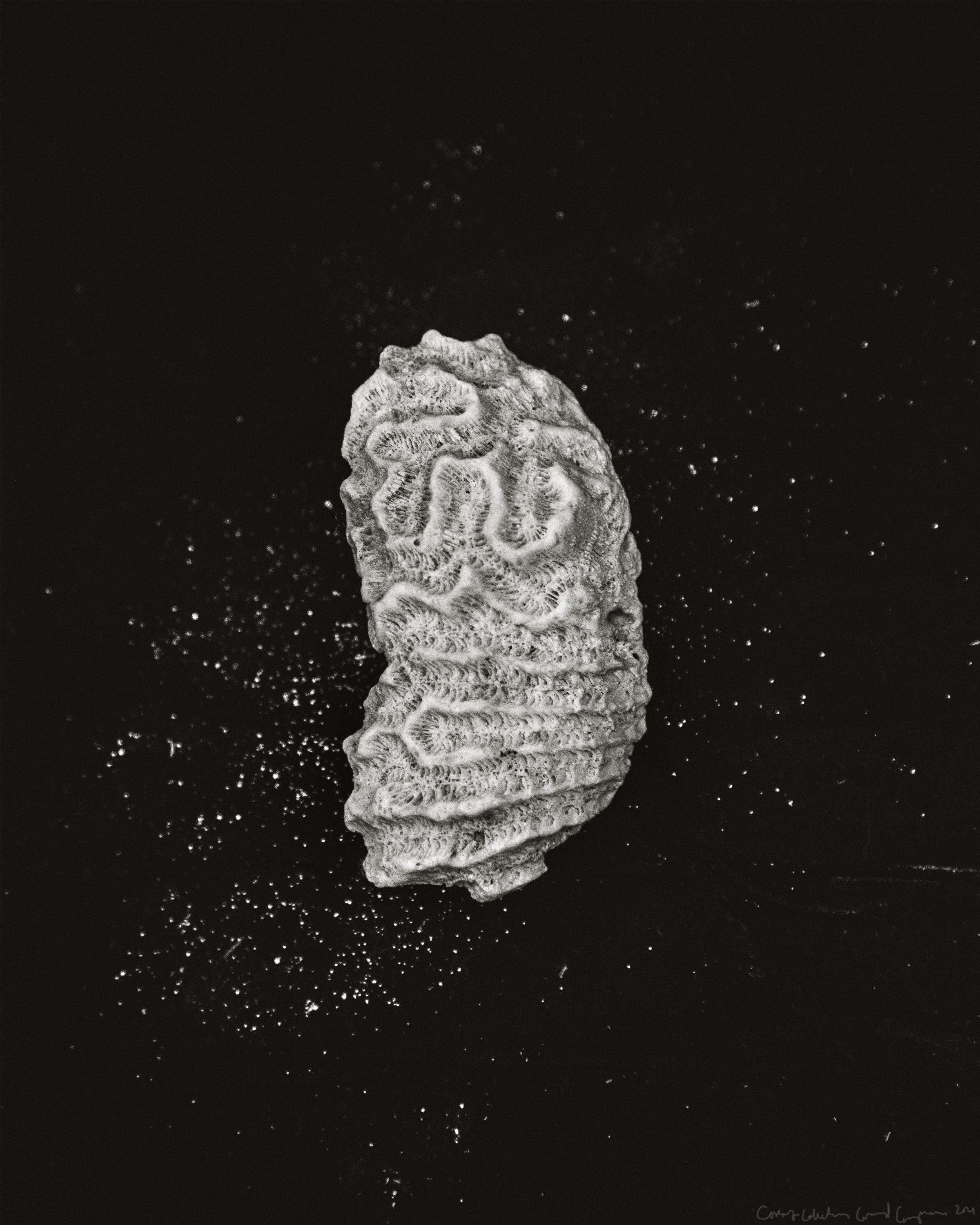 20251014-coral_0005-border-writing.jpg