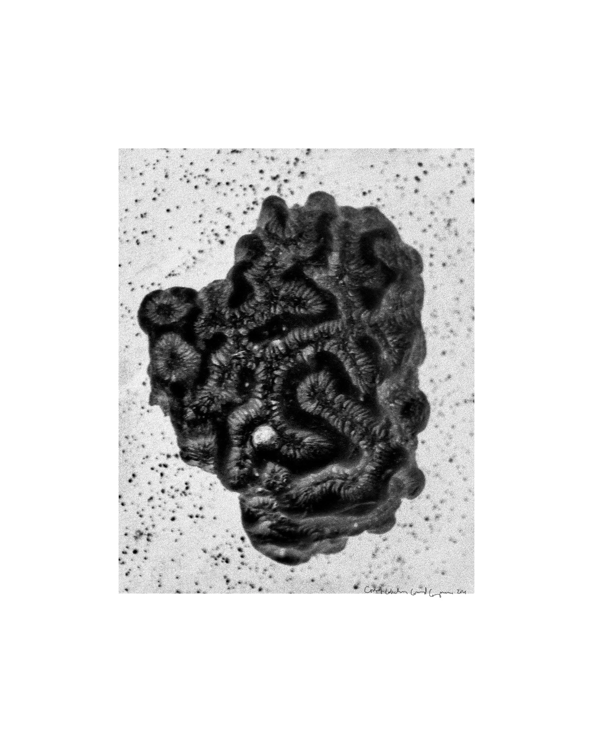 20251014-coral_0015-border-writing.jpg