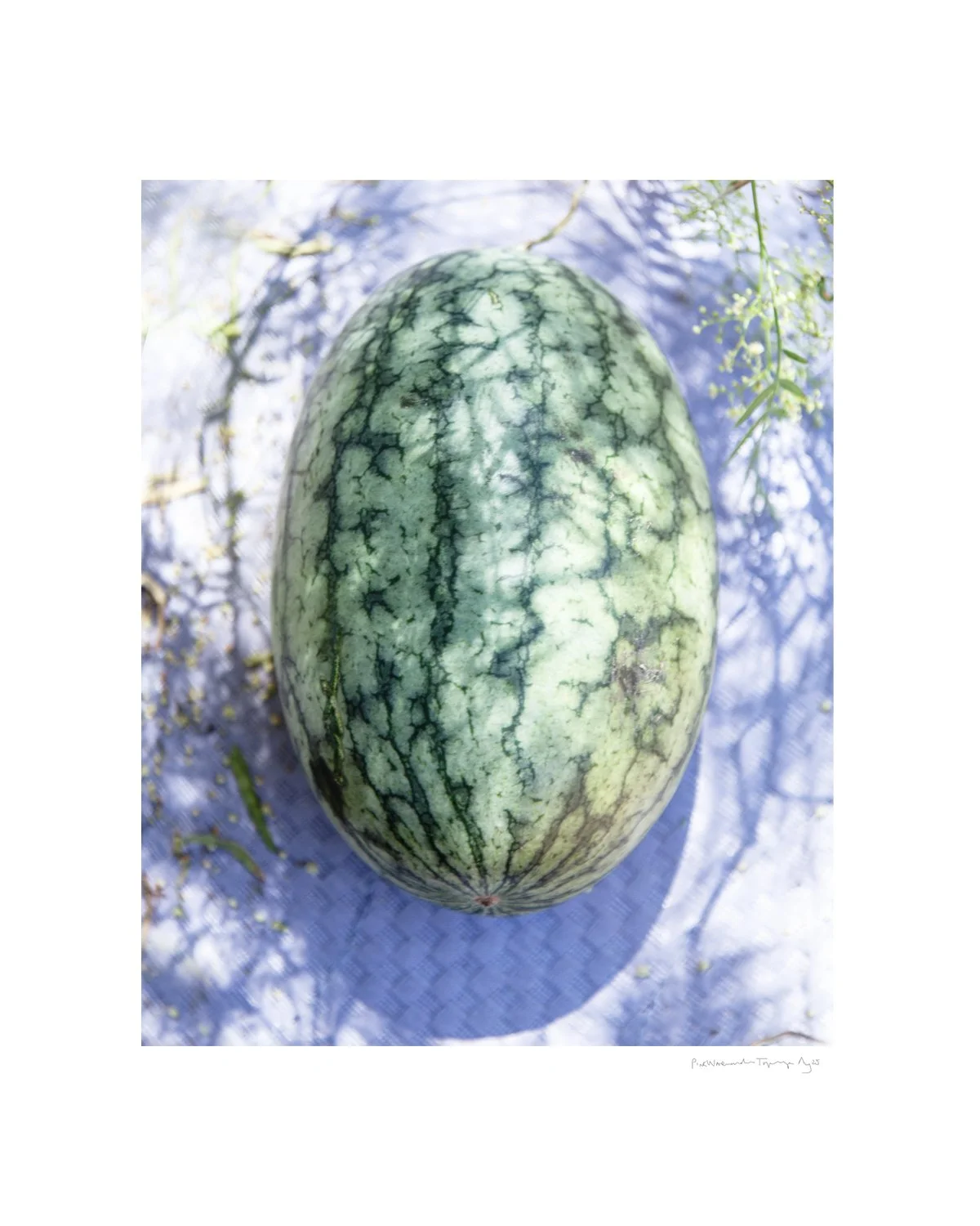 20250819_topanga-watermelon_0027.jpg