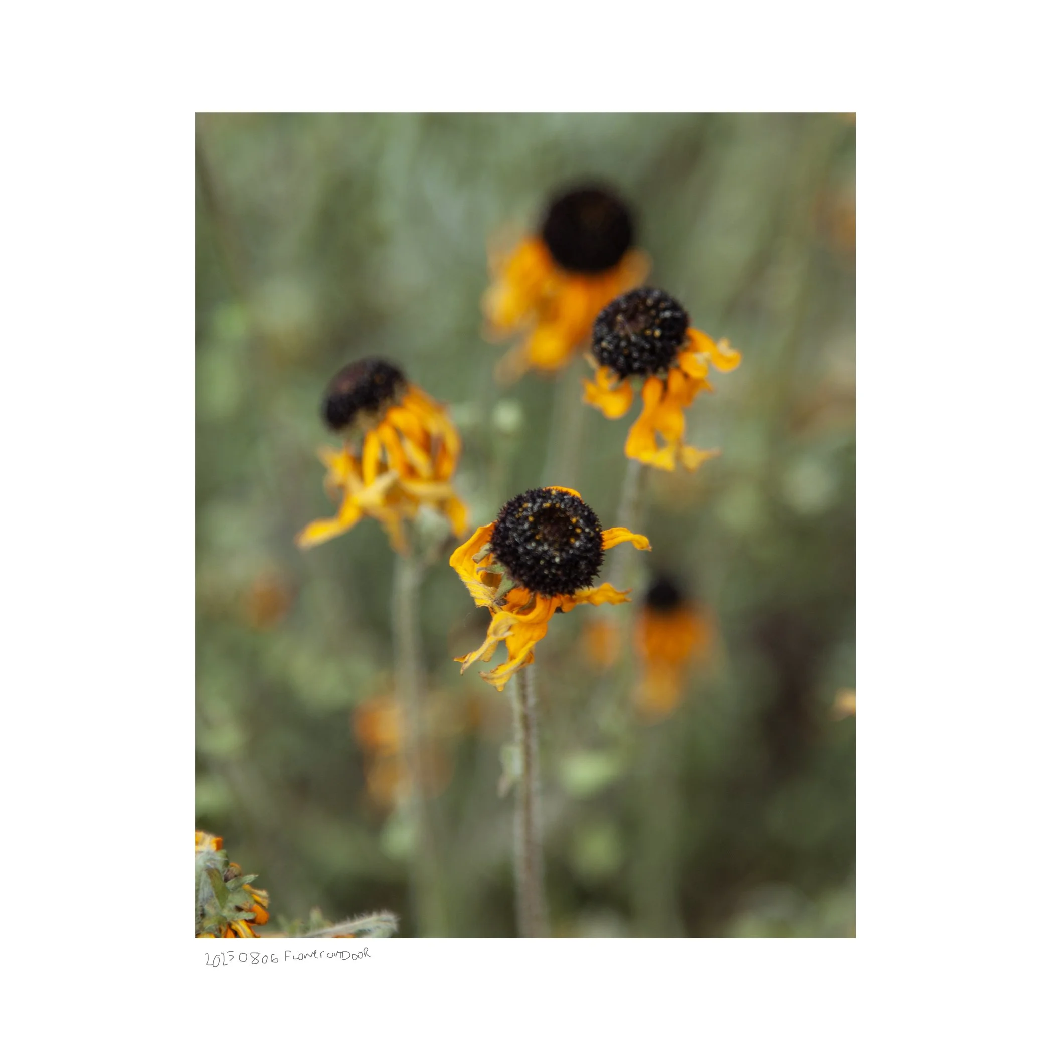 20250806_flowers_0093b-s.jpg