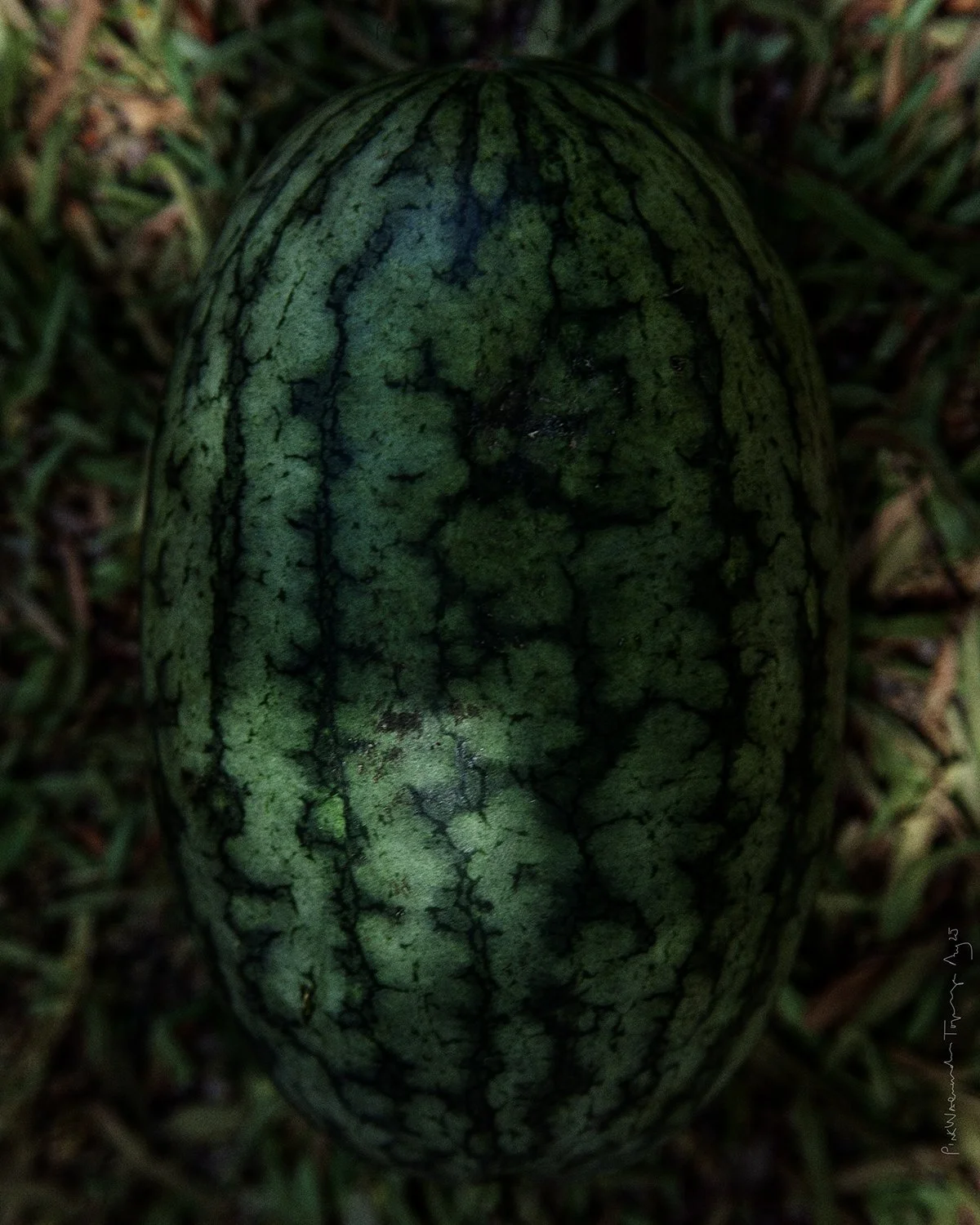 Topanga Watermelon 2025 Farmer's Market
