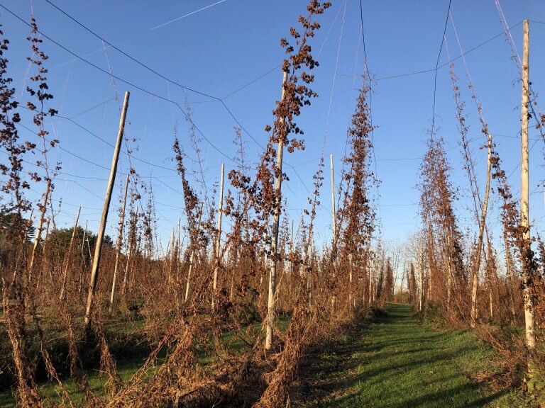 Hop-bines-768x576.jpg