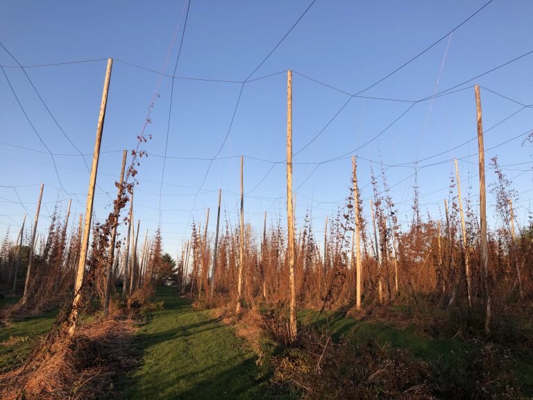 Hop-bines-II-768x576.jpg