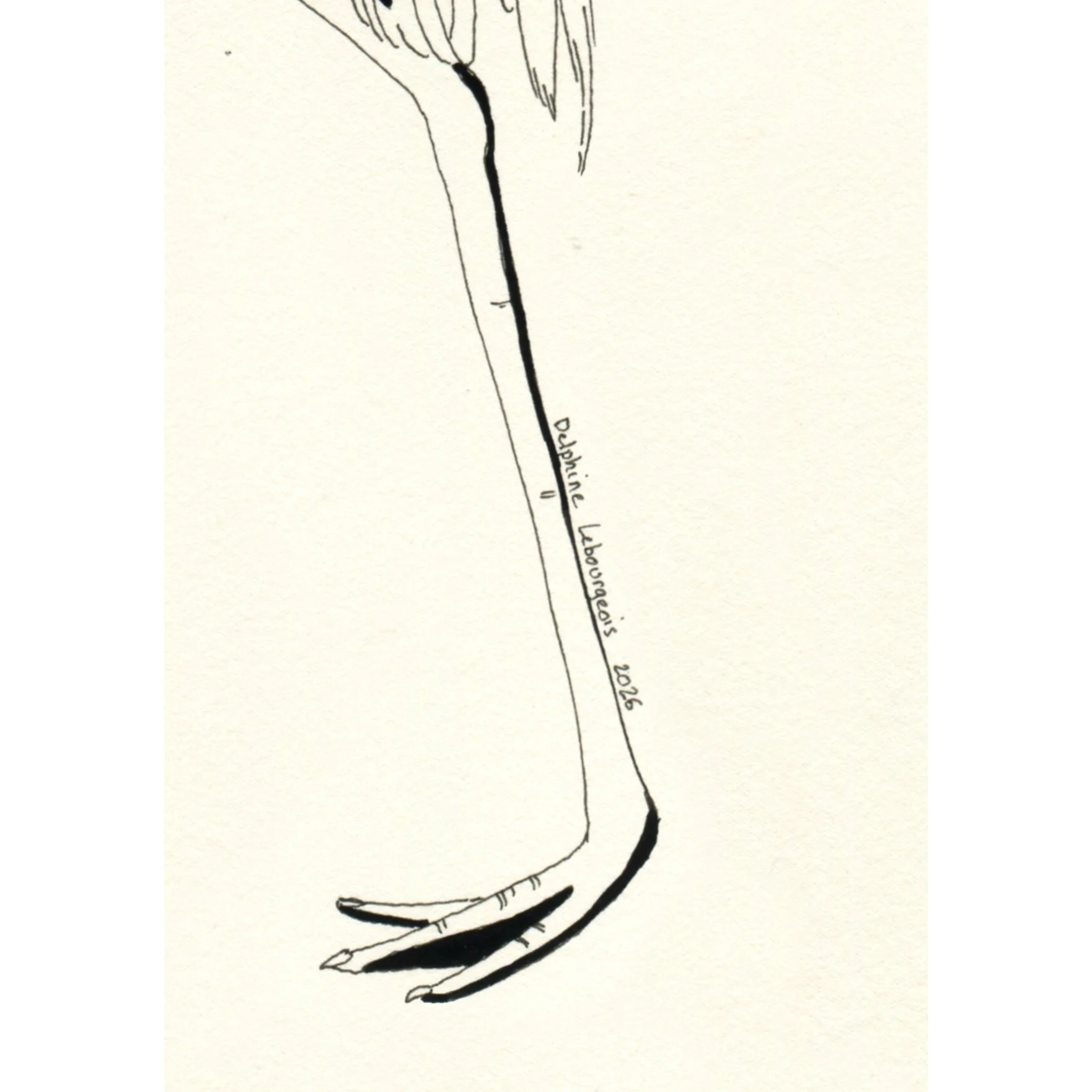 Birds, Beasts and Reptiles_detail2_square.jpg
