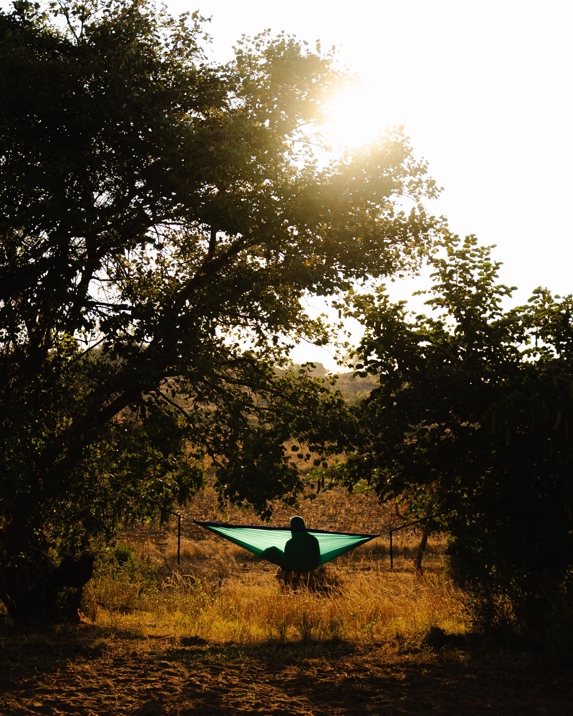 Person sitting in a hammock between two trees in a sunlit outdoor natural setting during late afternoon or early evening.