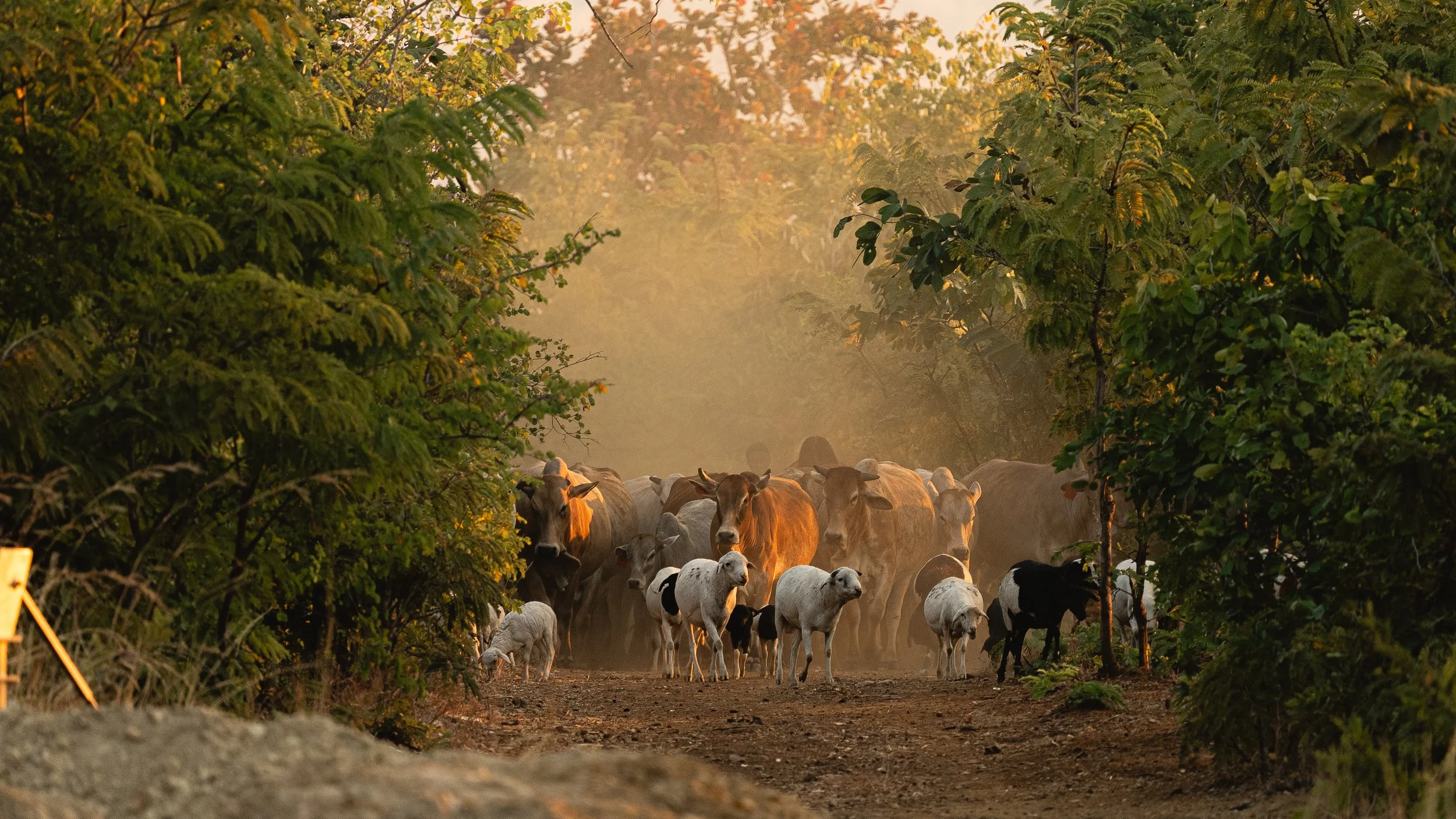 A herd of cows and calves walking along a dirt path surrounded by green trees and bushes, with sunlight filtering through the foliage.