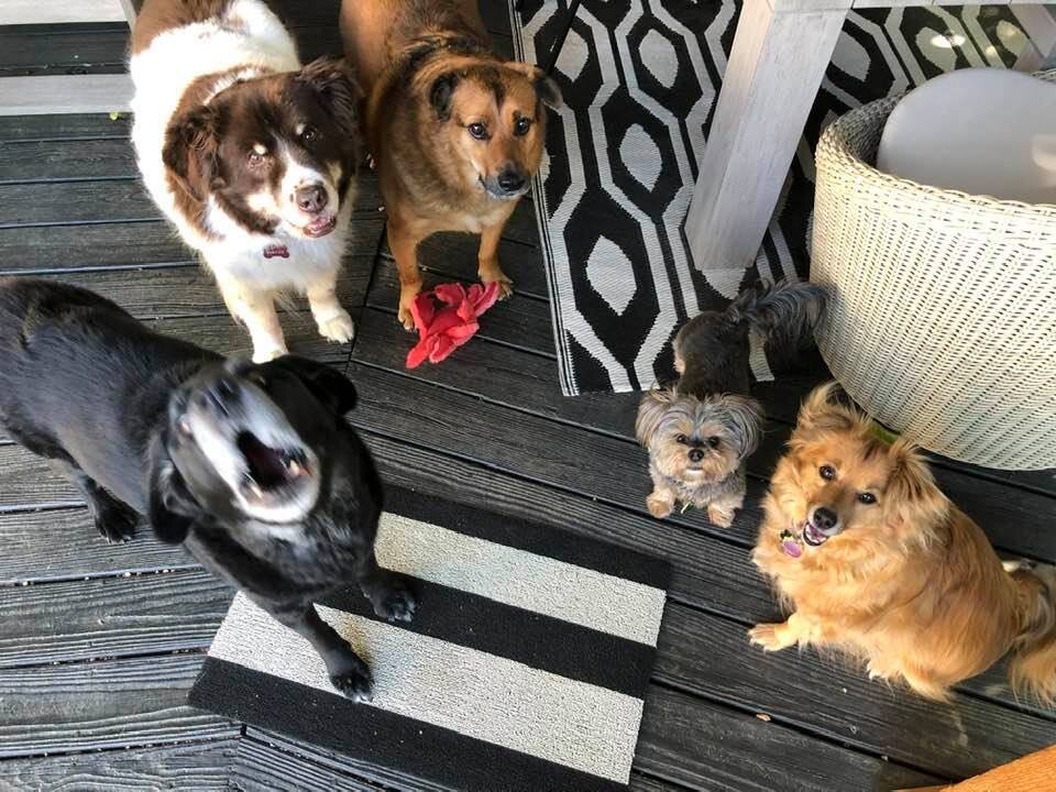 Left to right: Shut Up Coal, Buddy, Mr. Newmore, Minnie Poo Poo Head and Charlie