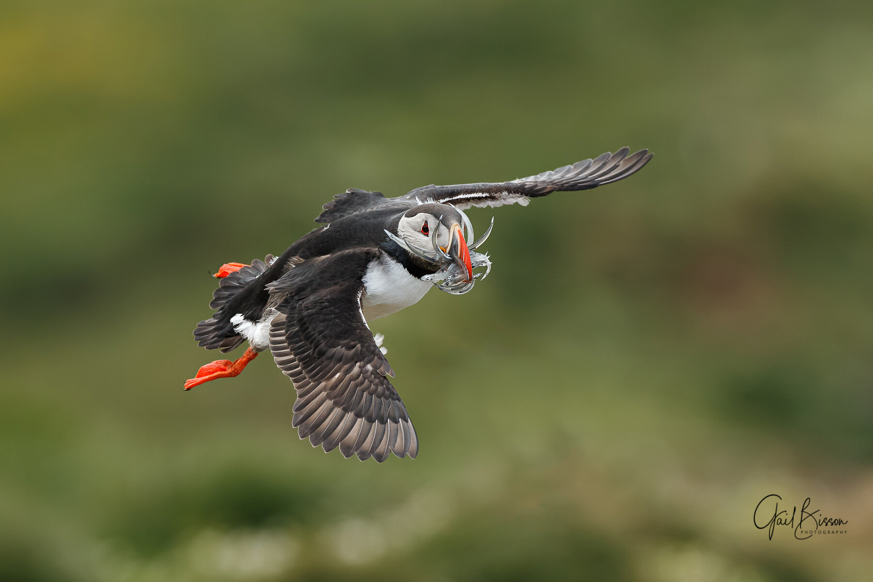 RedoPuffin_MB14317.jpg