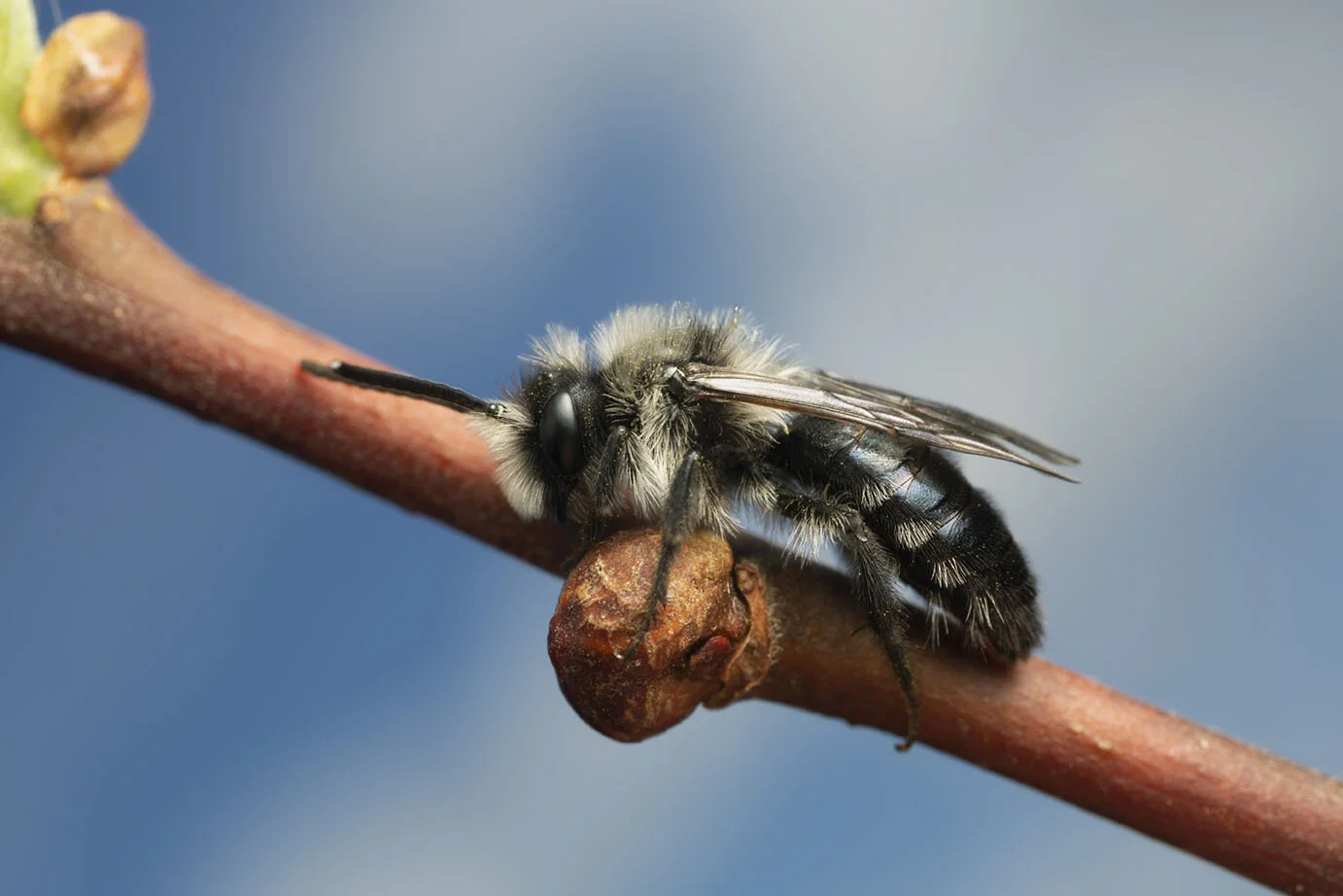 Identifying Bees Of The Uk – Identification guides and downloads – IYSAJP