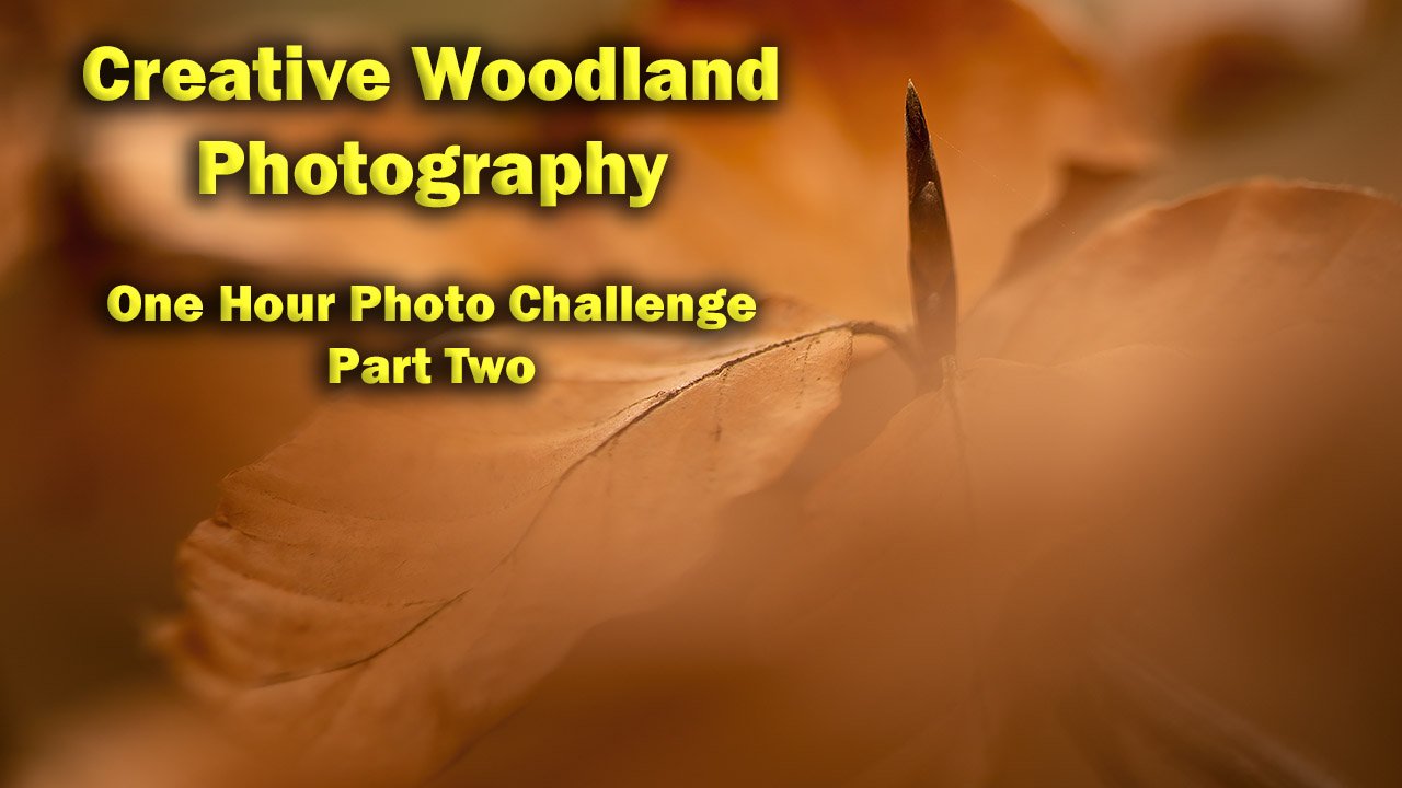 Creative Woodland Photography