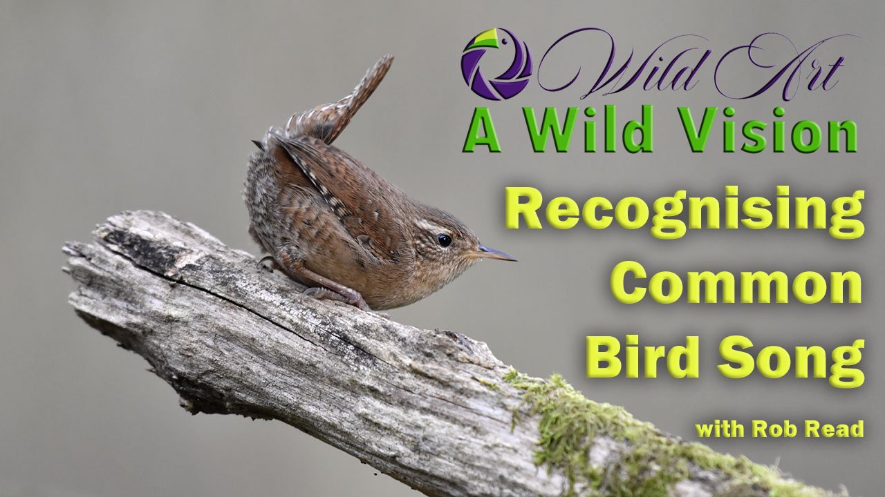 Recognising Common Birdsong