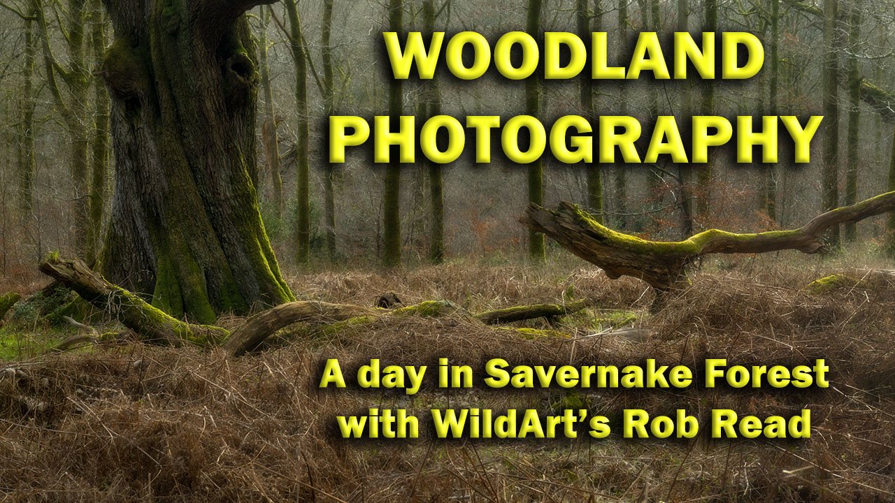 Woodland Photography