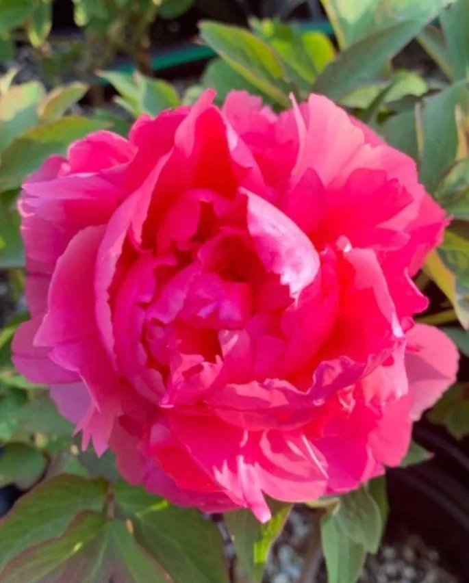 World Tai Chi Day and Peony Festival
