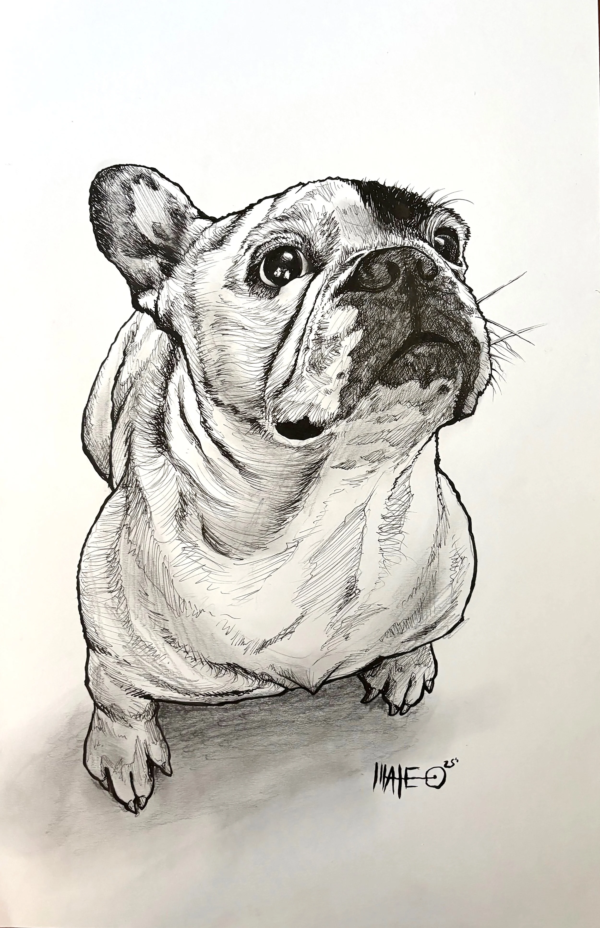 Frenchie1.jpg
