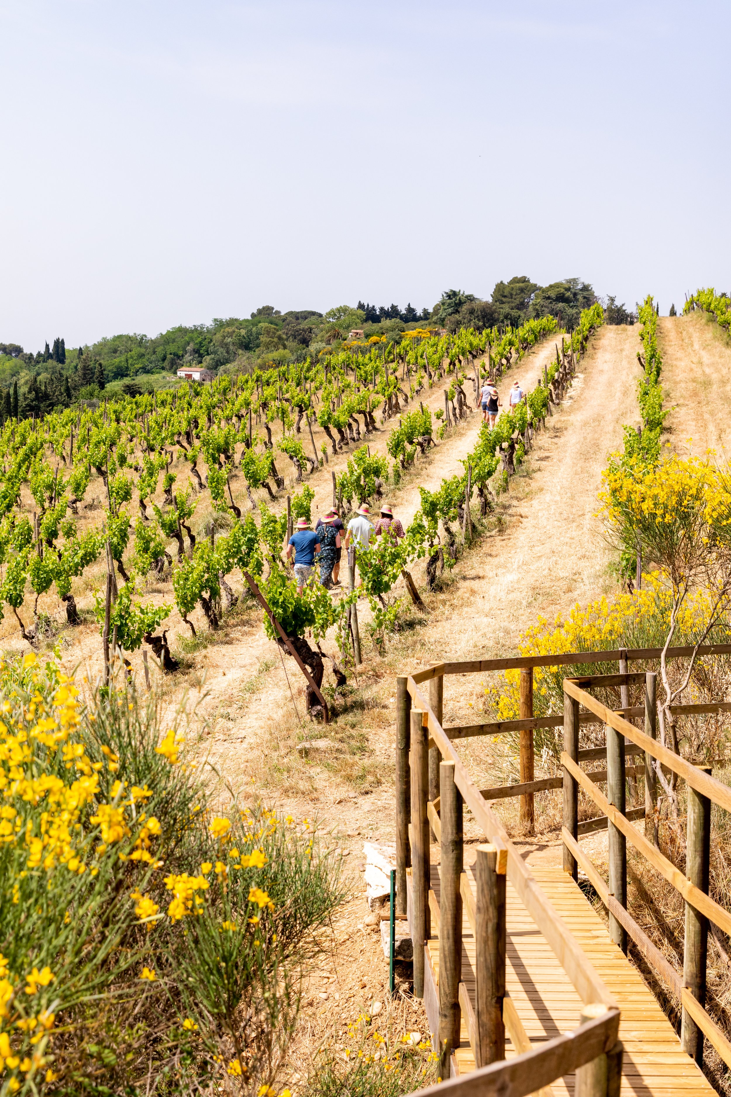 VIGNES TOQUEES 2022 - @pelut.charlene-296.jpg