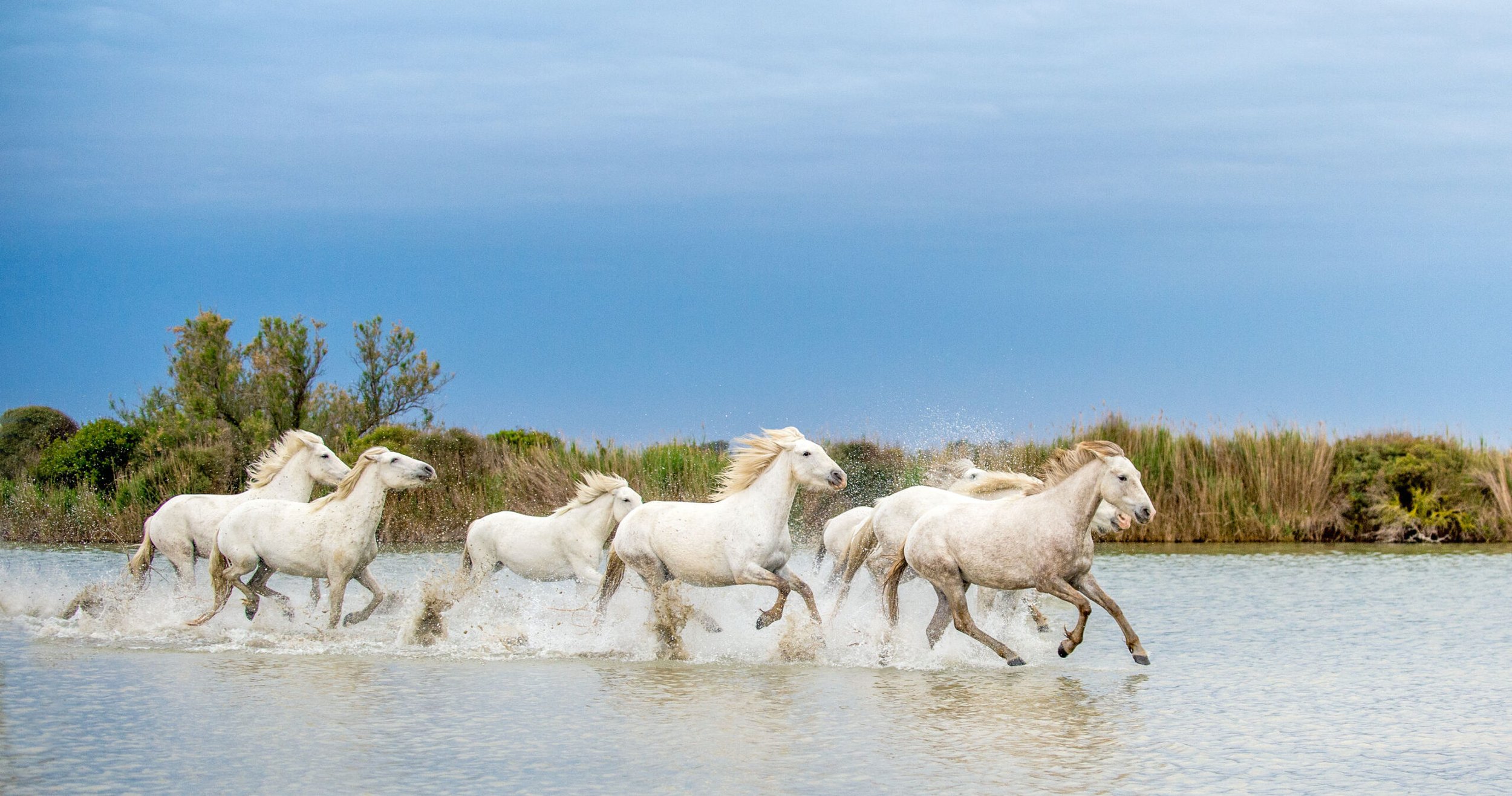 chevaux.jpg