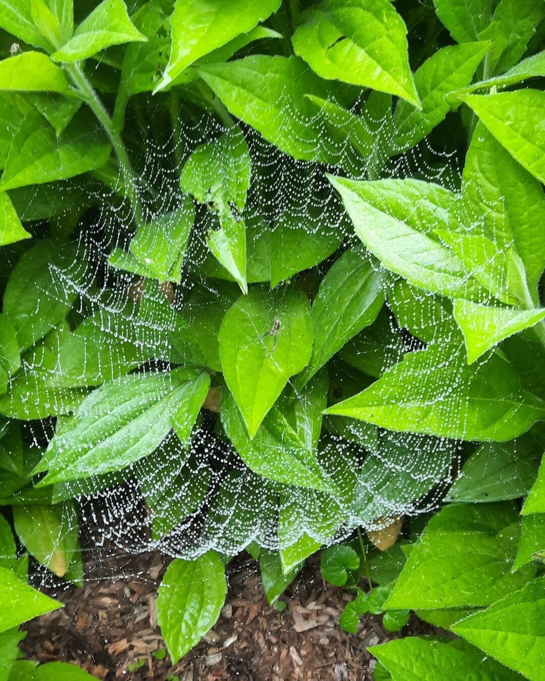 Intricate web highlighted by the rain