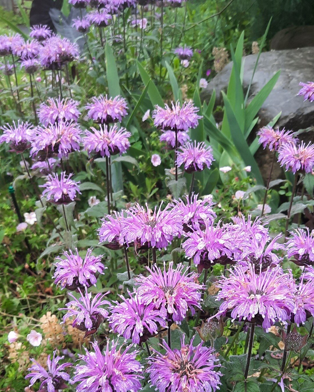 Monarda fistulosa, commonly known as wild bergamont or bee balm. Planted in both medicinal and ornamental gardens.

#nativeplants #perennialplants #beebalm #wildbergamont #earthdesignscooperative #landscapedesign #workerowned #medicinalgardens #ornam