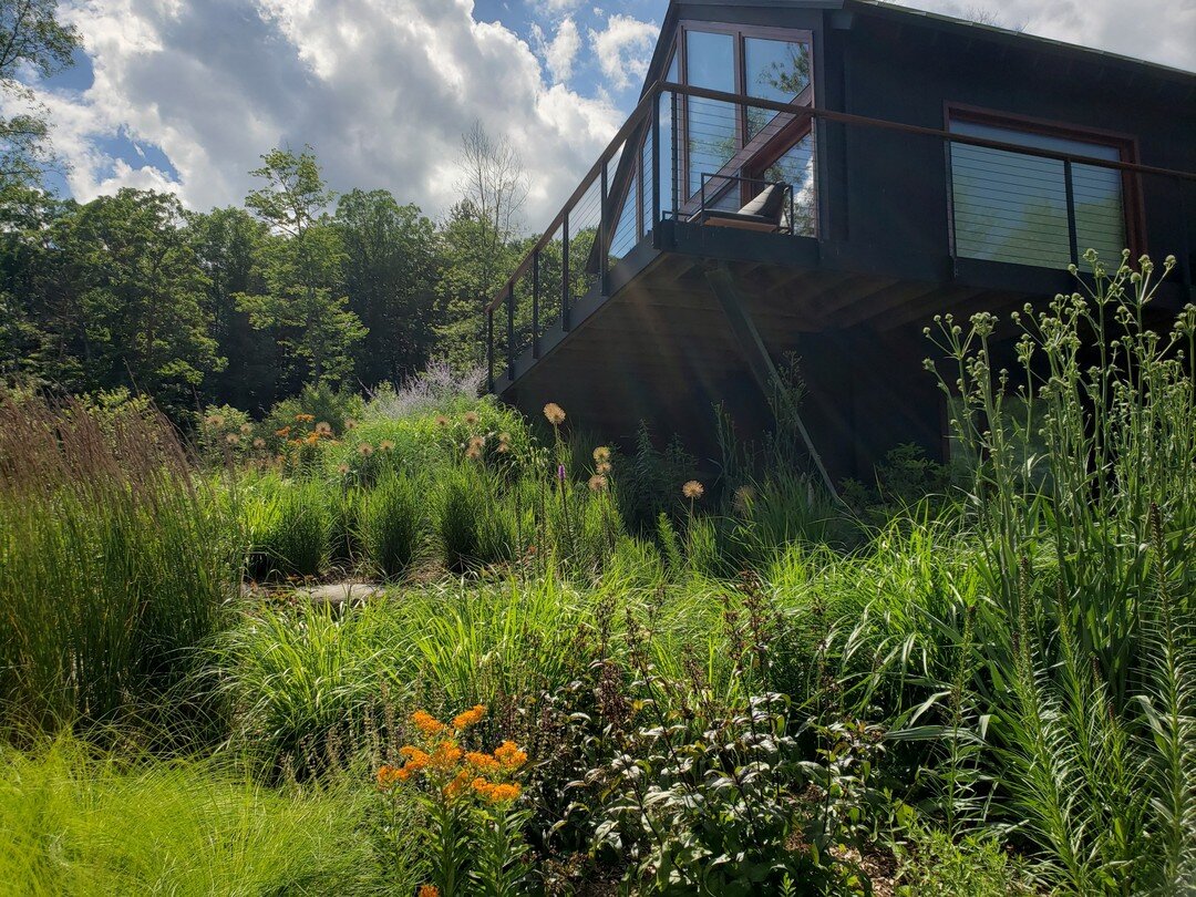 Afternoon sunrays highlighting these gardens

#earthdesignscooperative #gardendesign #landscapedesign #workerownedcoop #workerowned #ecologicalgardens #nativehabit