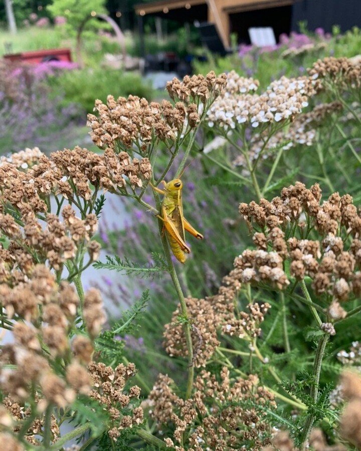 Grasshopper friend enjoying the yarrow

#earthdesignscooperative #workerowned #workerownedcoop #landscapedesign #gardendesign #cooperative #hudsonvalleyny #upstategardensny #gardenlife