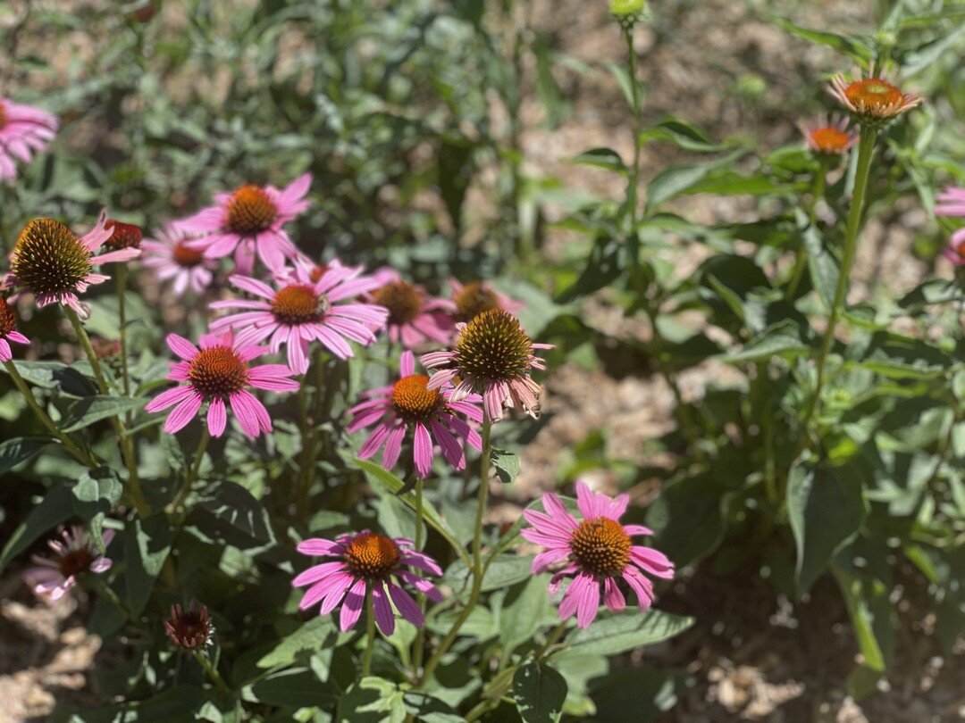 Echinacea in a recently planted garden

#earthdesignscooperative #perennials #workerownedcoop #gardendesign #landscapedesign