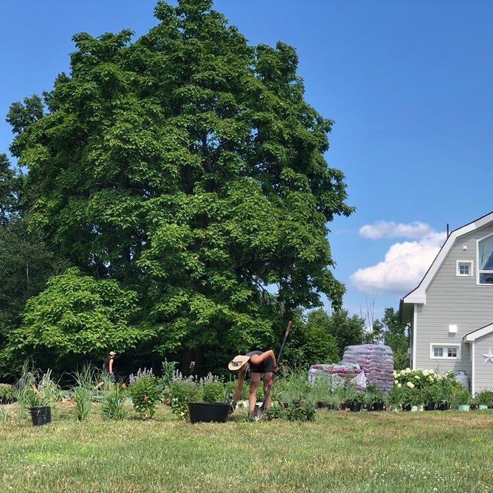 Garden install in progress stay tuned for updated pictures

#earthdesignscooperative #landscapedesign #gardendesign #perennialdesign #workerowned #workerownedcoopertive #workerownedcoop