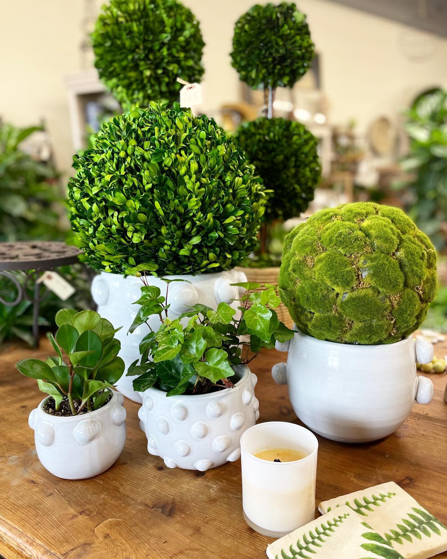 Back by popular demand &mdash; everyone&rsquo;s favorite knobby white planters! 
Tip: The smallest one also looks great with a pavé of roses 😍