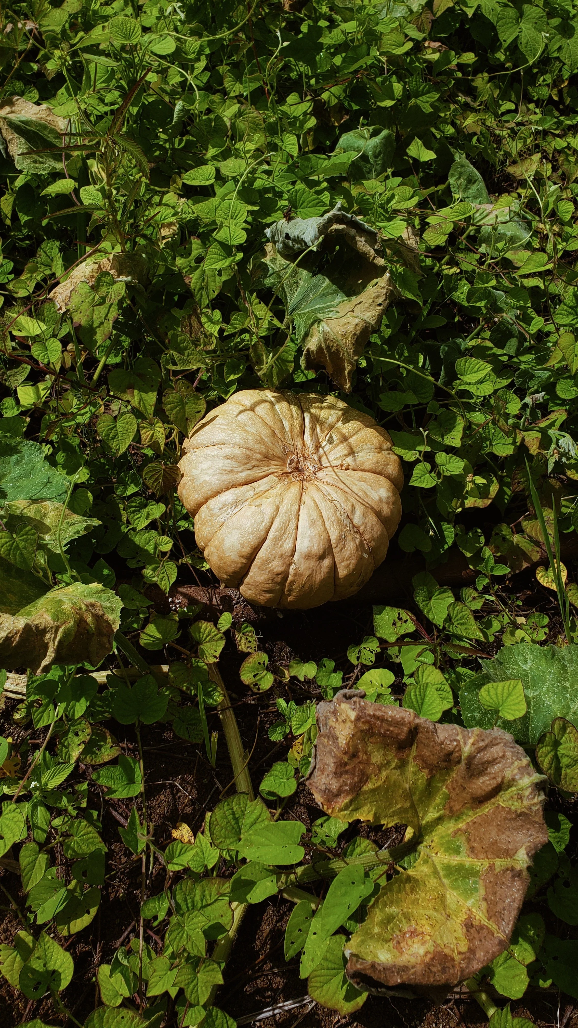 A large, pale, pumpkin-like fruit on the ground surrounded by green ivy and leaves.