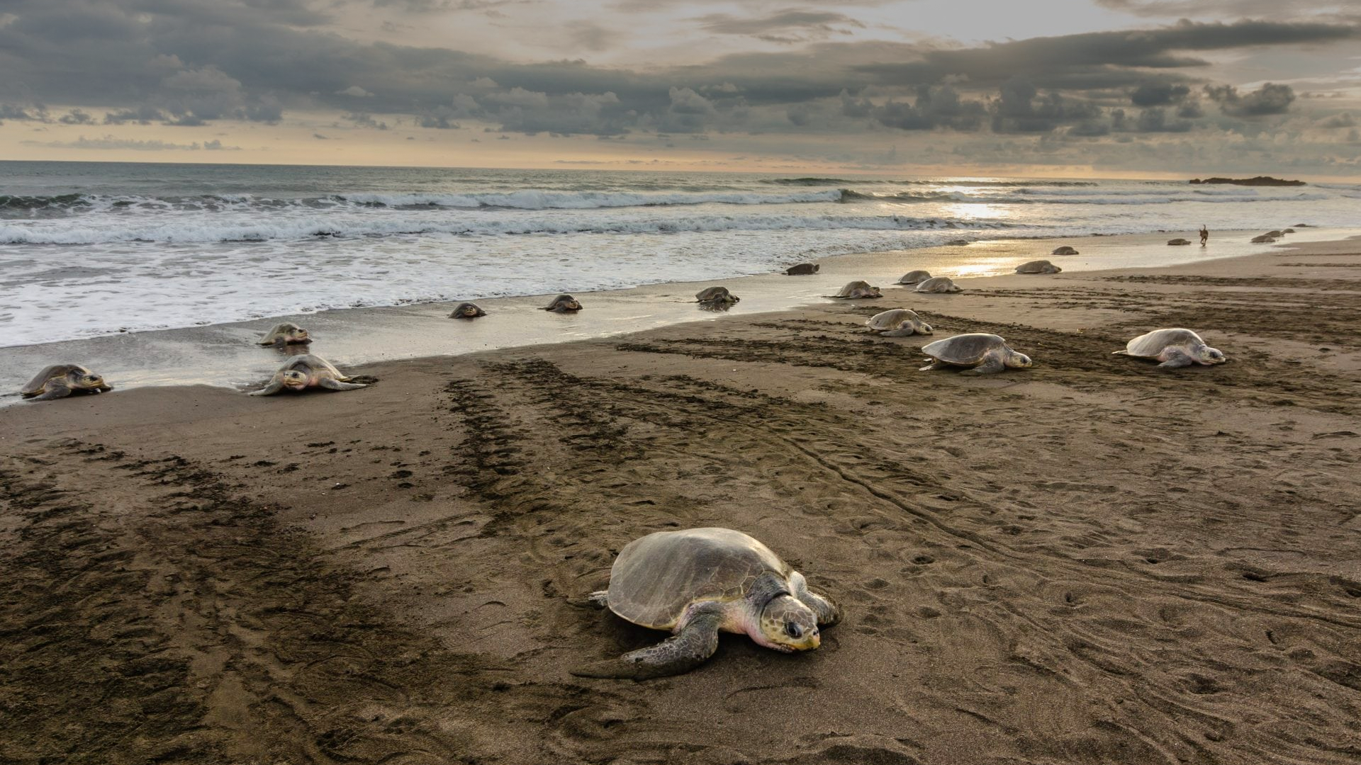 Varias crías de tortuga marina se arrastran por la playa de arena hacia el océano al atardecer, con el cielo nublado.