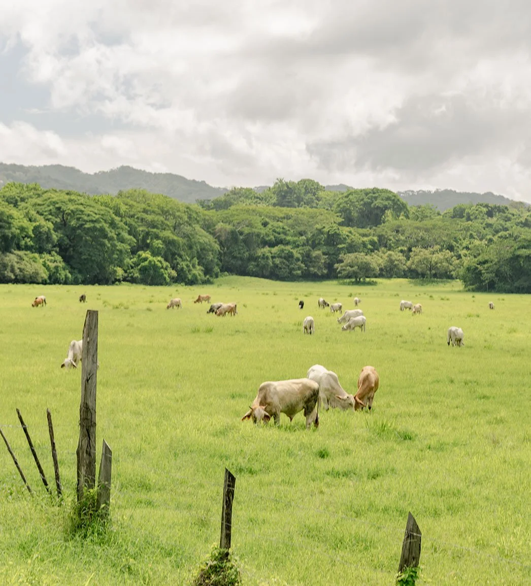 LandBlogPost_4.jpg