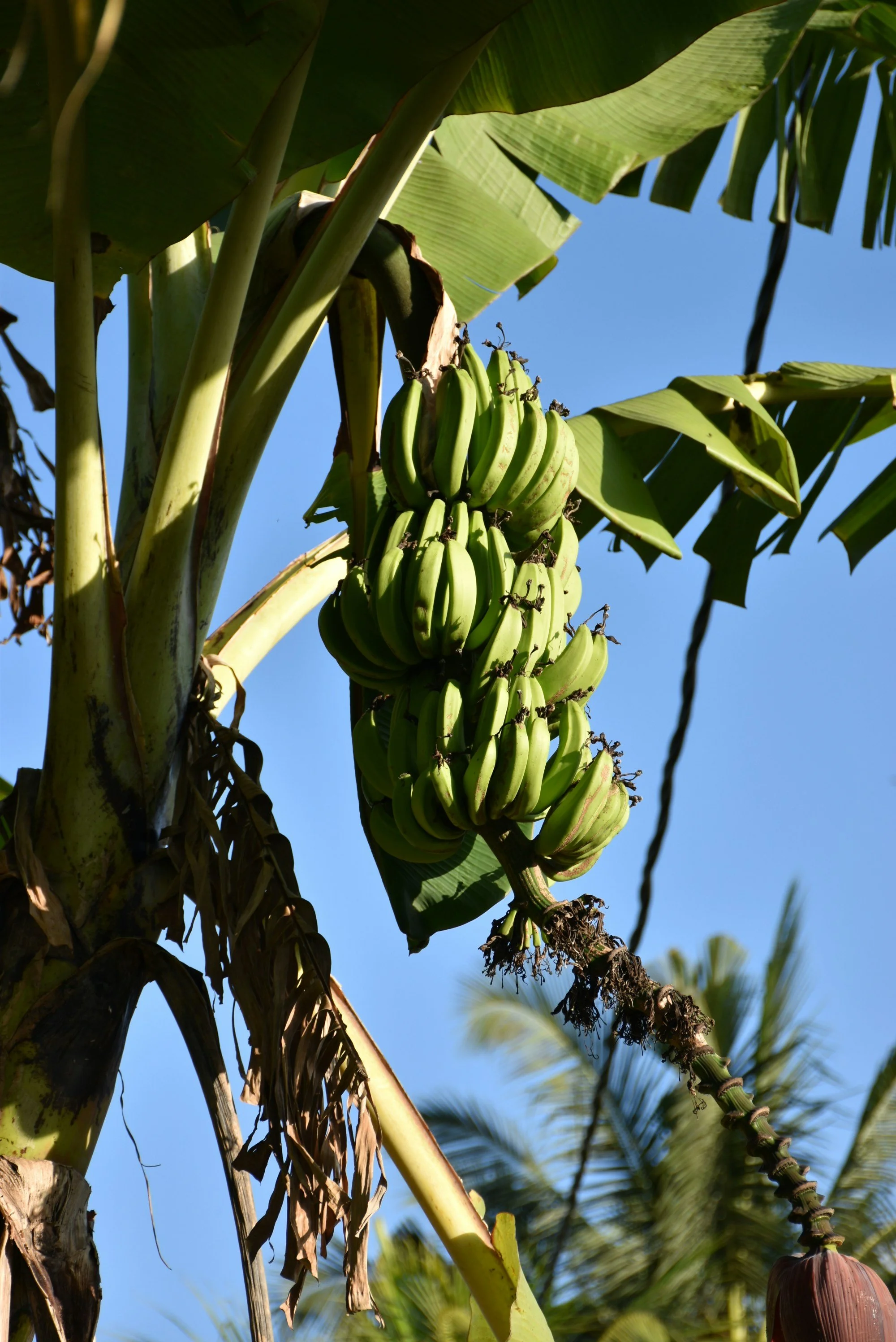 A bunch of green bananas hanging from a banana plant with large green leaves and a blue sky in the background.