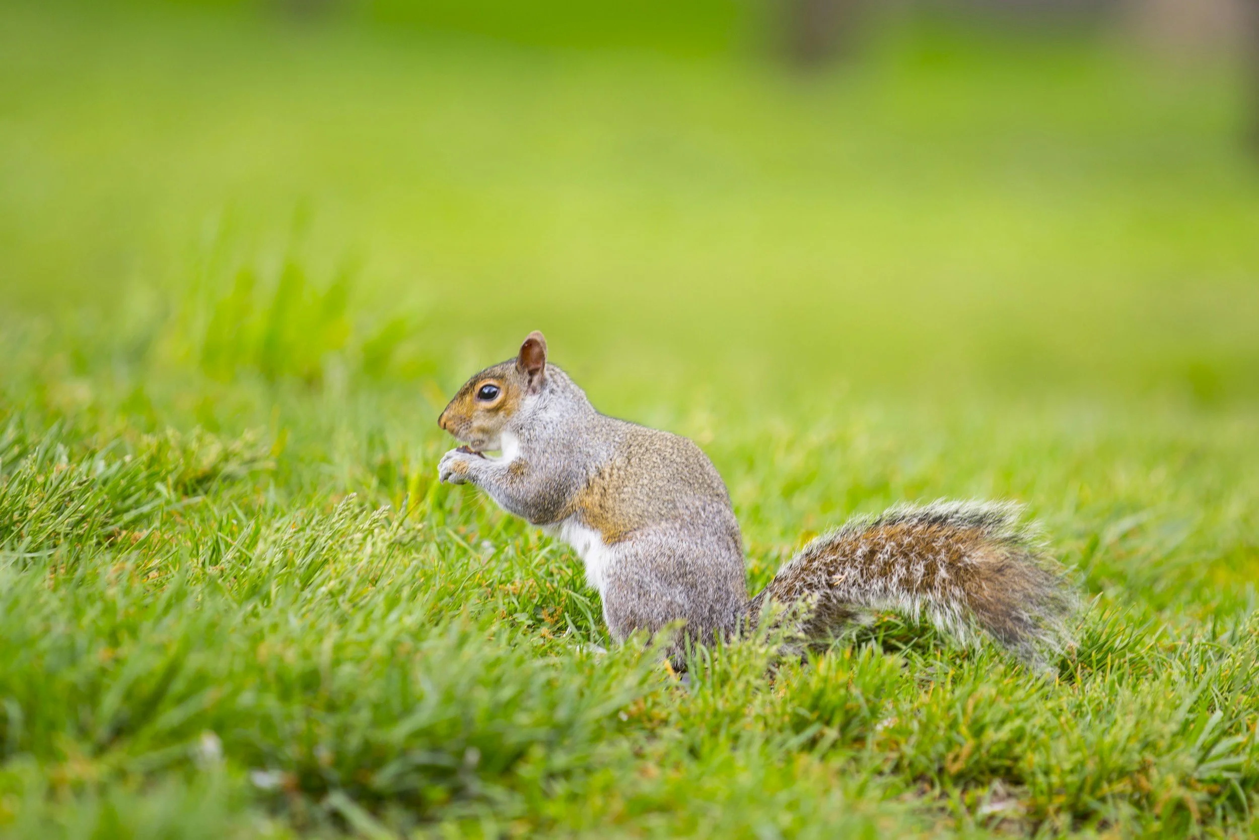 Conscience Awakens Before Language. 