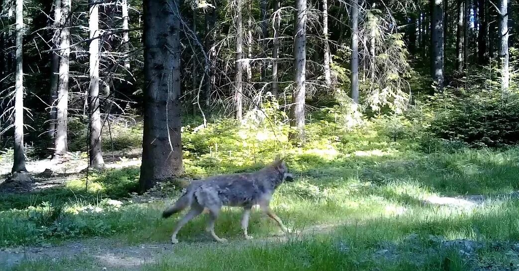 📣Udokummetowano najdluższą dyspersję  wilka szarego🐺 na świecie!

Naukowcy z kilku kraj&oacute;w zbadali 🔍🧬odchody wilka💩 urodzonego w Niemczech, kt&oacute;ry przemierzył trzy kraje, aby dotrzeć do p&oacute;łnocno-wschodniej Hiszpanii.

Jak poda