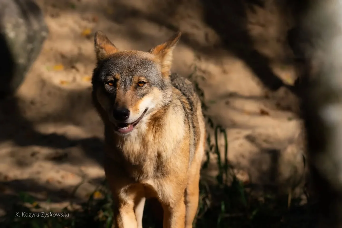 Coraz bliżej do warsztat&oacute;w! Rewilding Oder Delta 💜
Aspekty społeczne i dialog są sercem 💚 naszych warsztat&oacute;w.
Dołącz do nas!

📅 Już 26&ndash;27 września 2025 roku wydarzenie:
&bdquo;Im Dialog &uuml;ber den Wolf &ndash; Sicheres Zusam