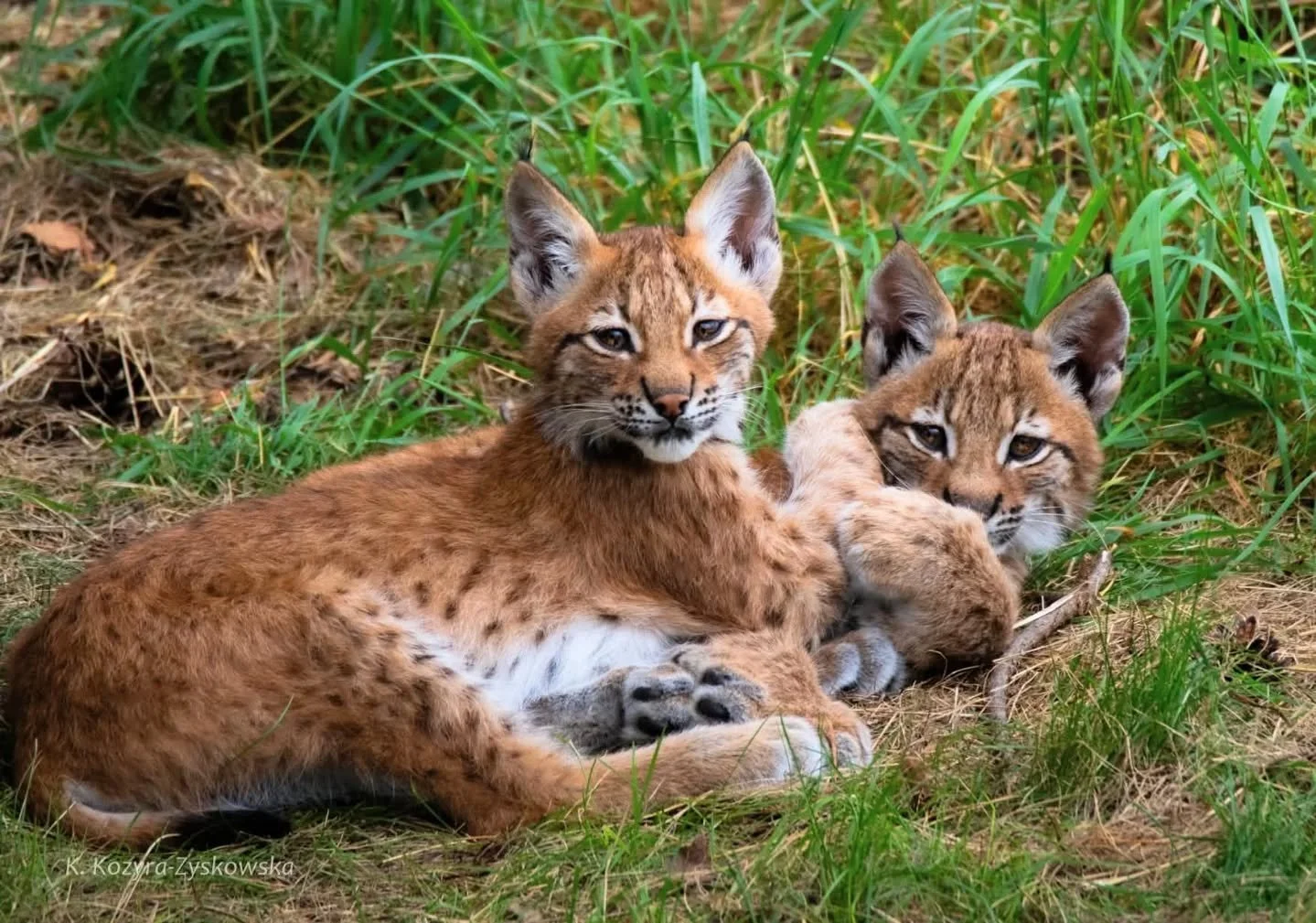 Młode rysie w @ztp_dzika_zagroda 💚💚