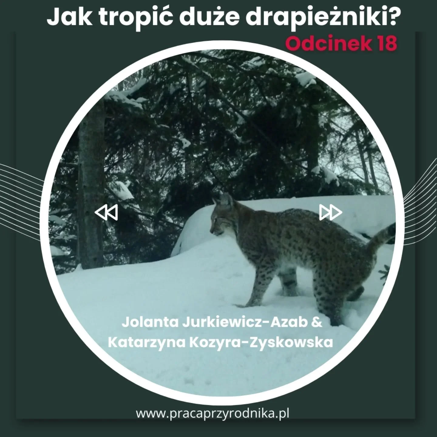 🎧🐾 Zapraszam na nowy odcinek PODCASTU o tropieniu!

Zima to czas wzmożonej aktywności dużych drapieżnik&oacute;w i najlepszy moment, by nauczyć się czytać ich obecność w terenie. 

W tym odcinku rozmawiam z Jolantą Jurkiewicz - Azab. 

Wsp&oacute;l