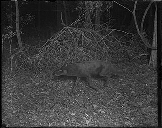 Tappan Gregory (1886-1961) was a Chicago based attorney, and amateur naturalist. He was also a prolific hobby photographer who focused primarily on camera trap night photography of wildlife. Tappan visited the Tensas in North Louisiana in 1934 to try