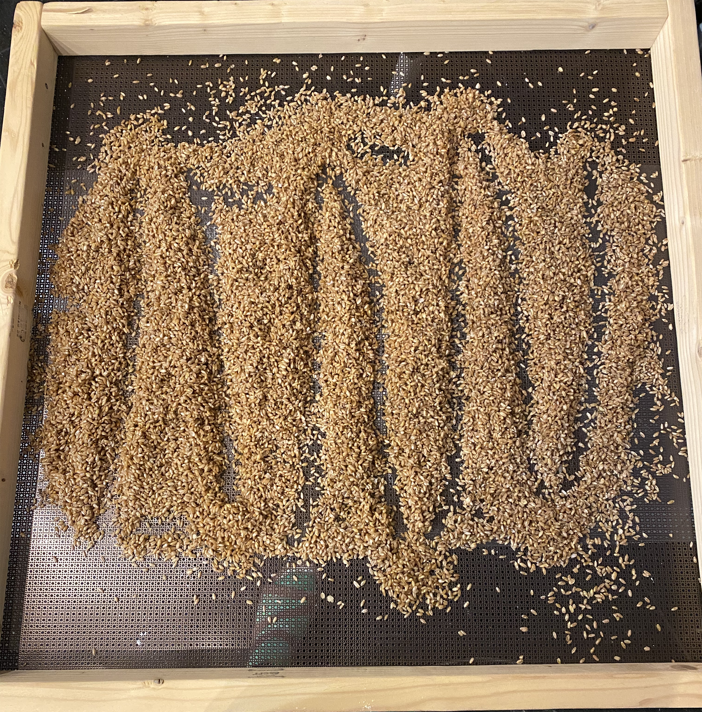 shroombaby part II (20q4)