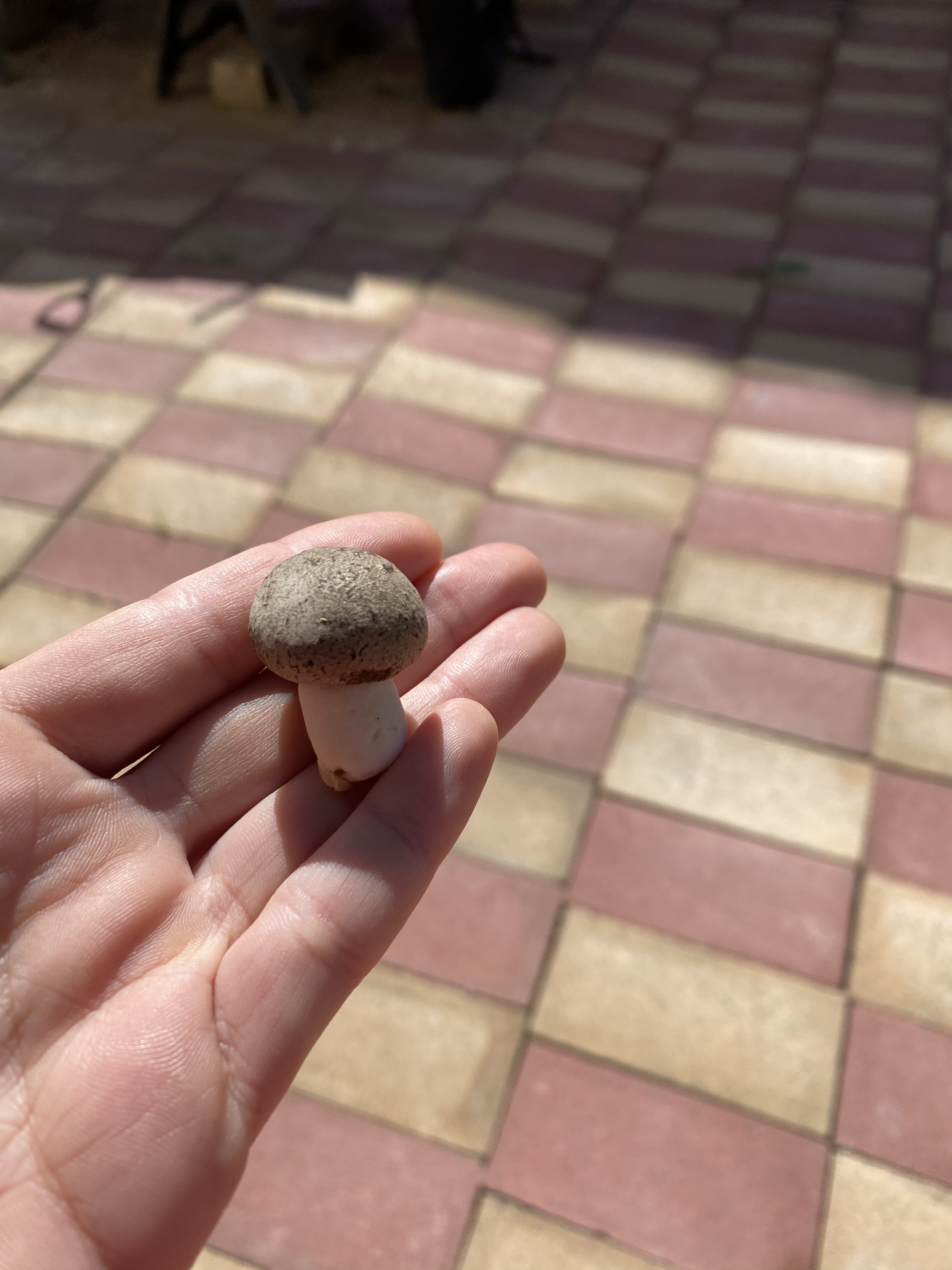 shroombaby part III (21q2)