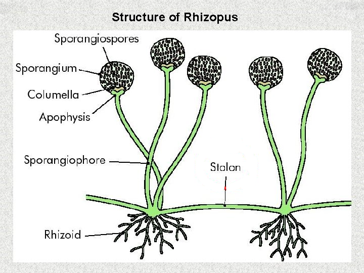 Screen Shot 2021-05-21 at 12.11.26 PM.png