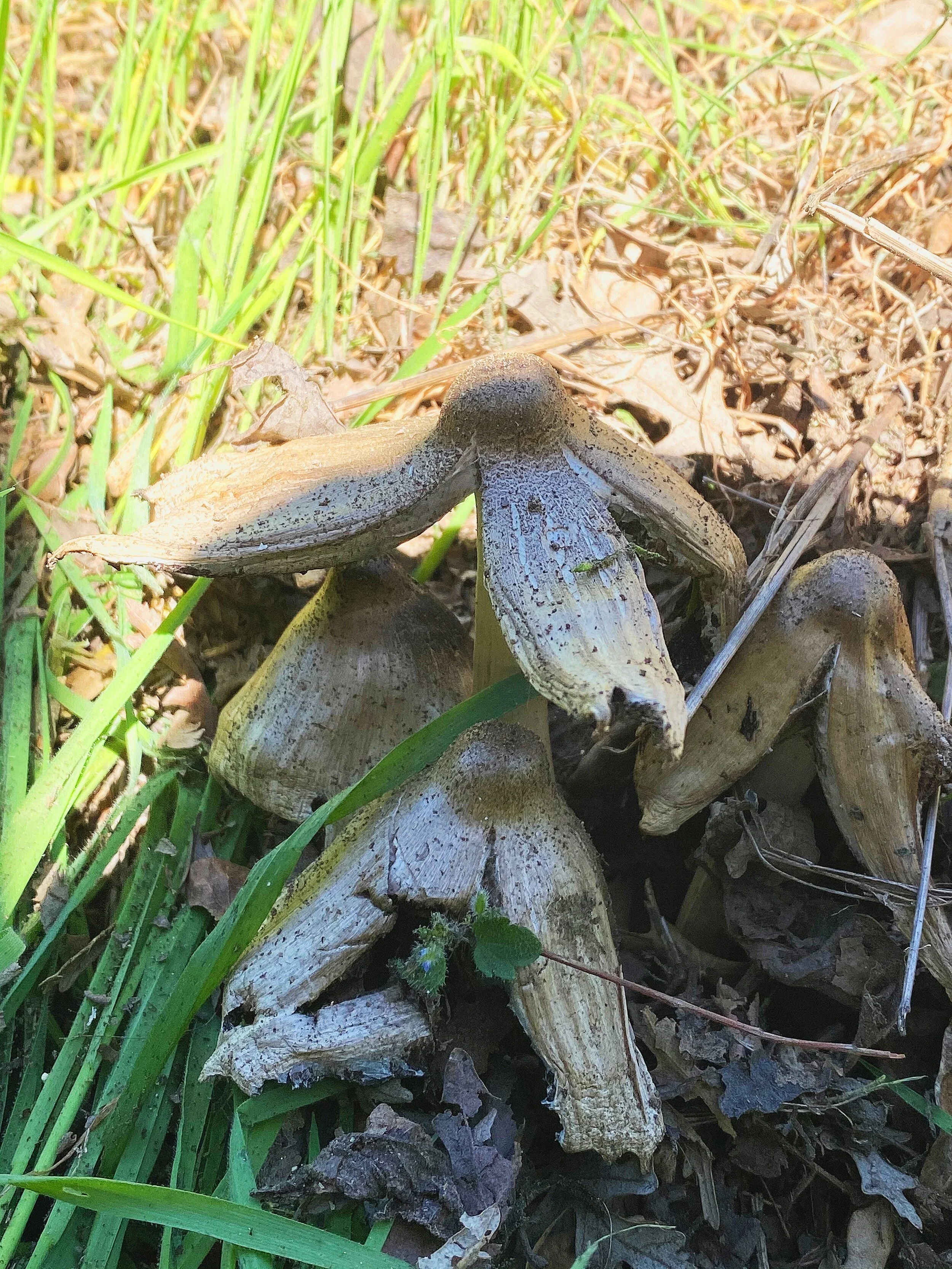 shroombaby part I (20q1)