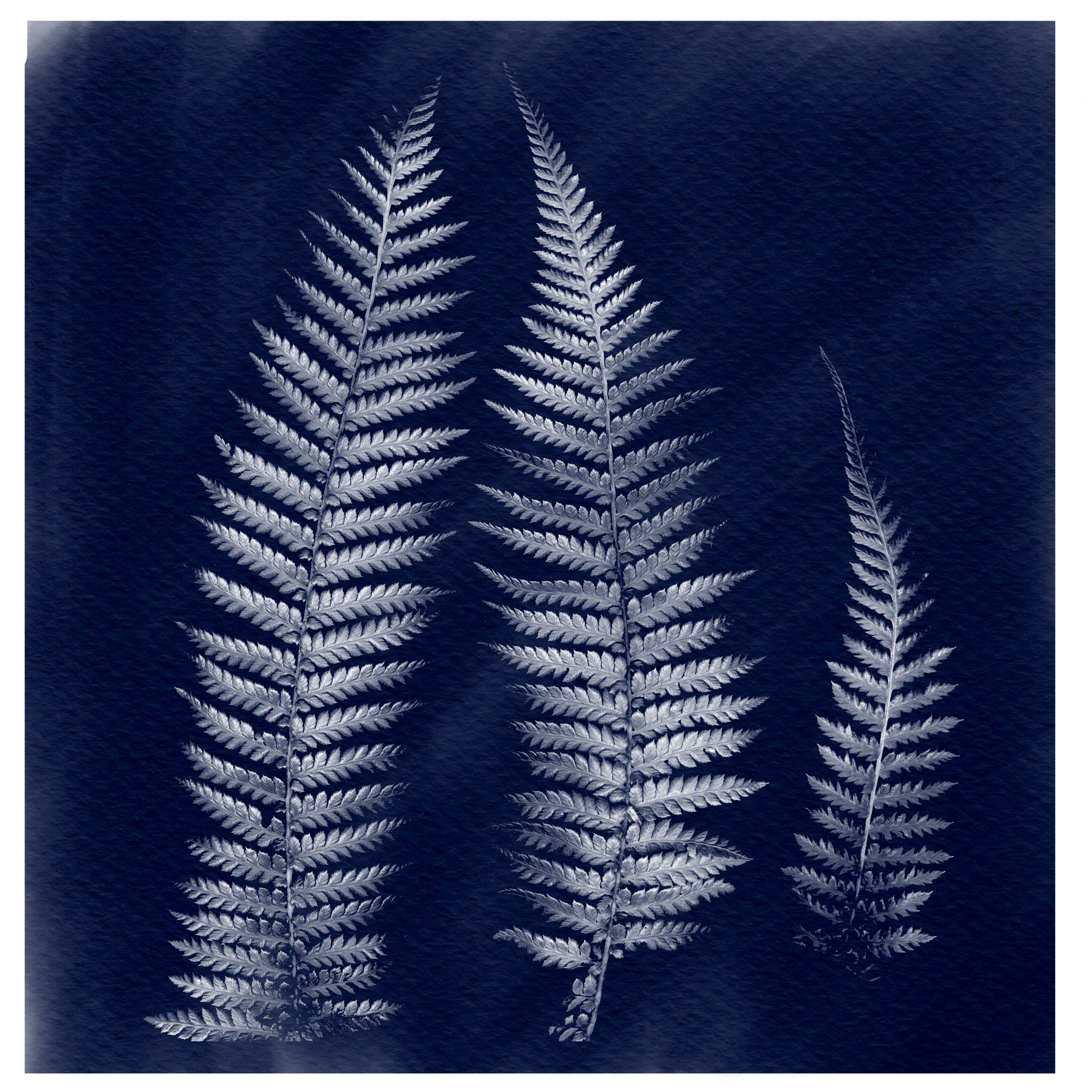 Cyanotype ferns.png