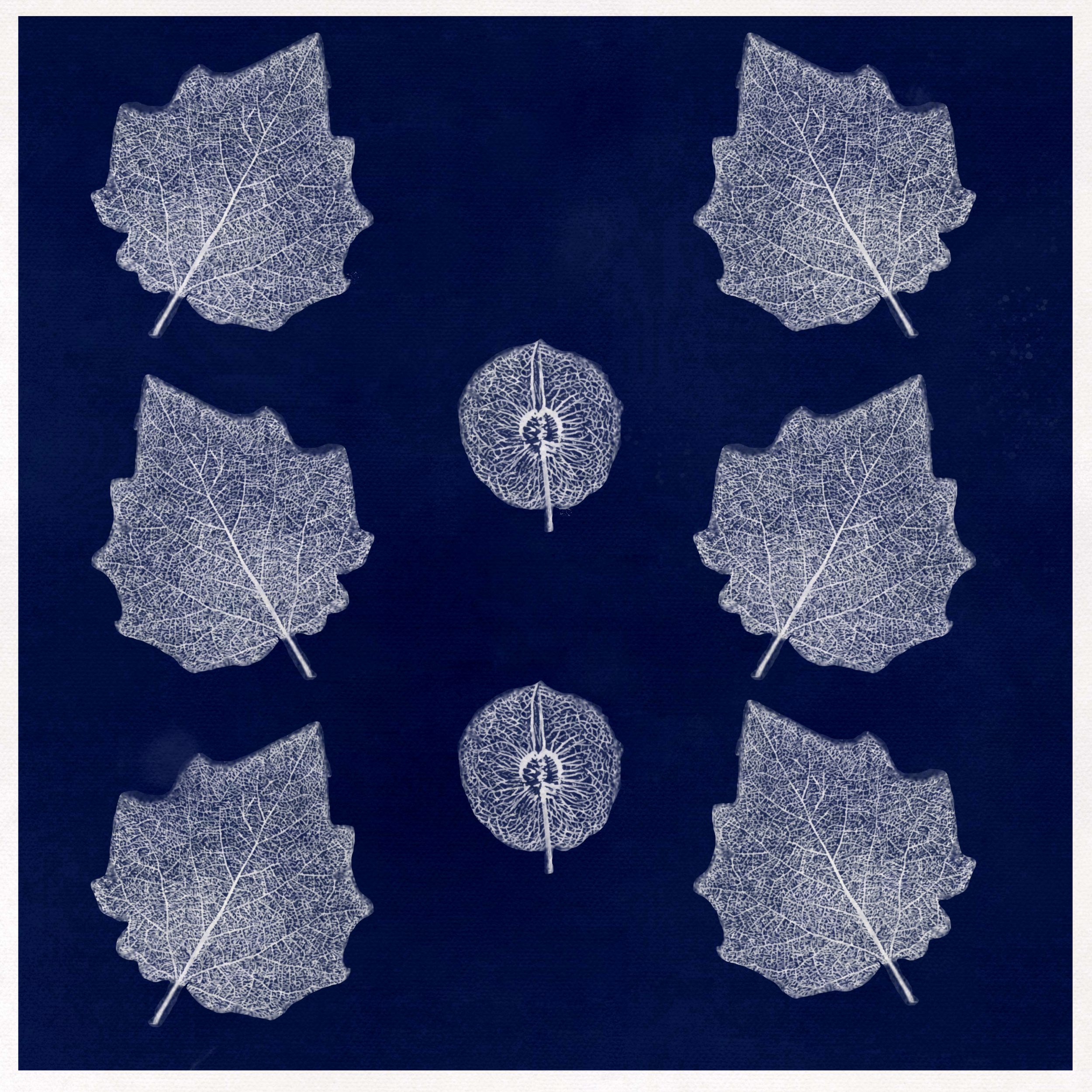 Cyanotype skeleton leaves.png