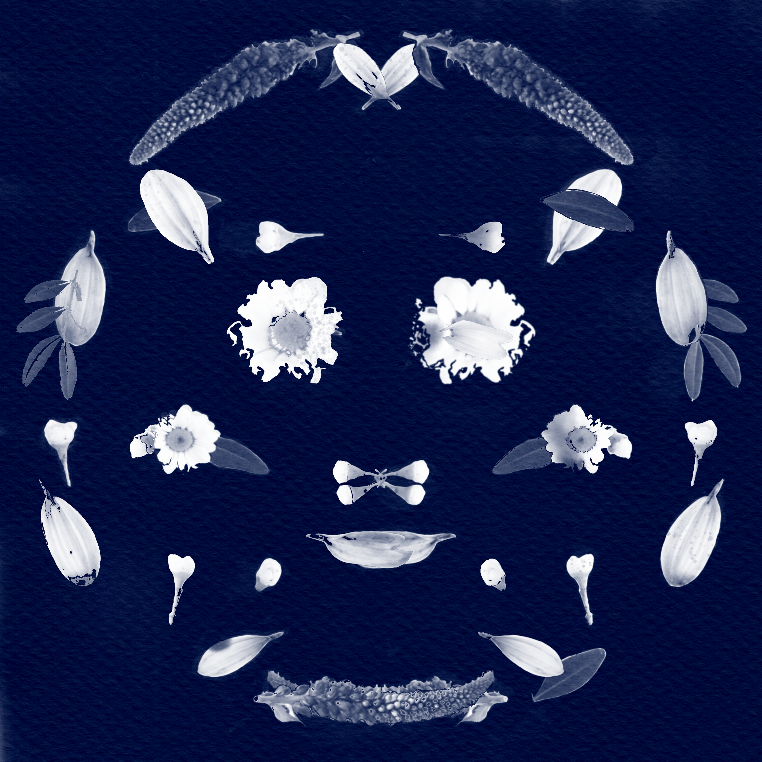 Cyanotype flower face.png
