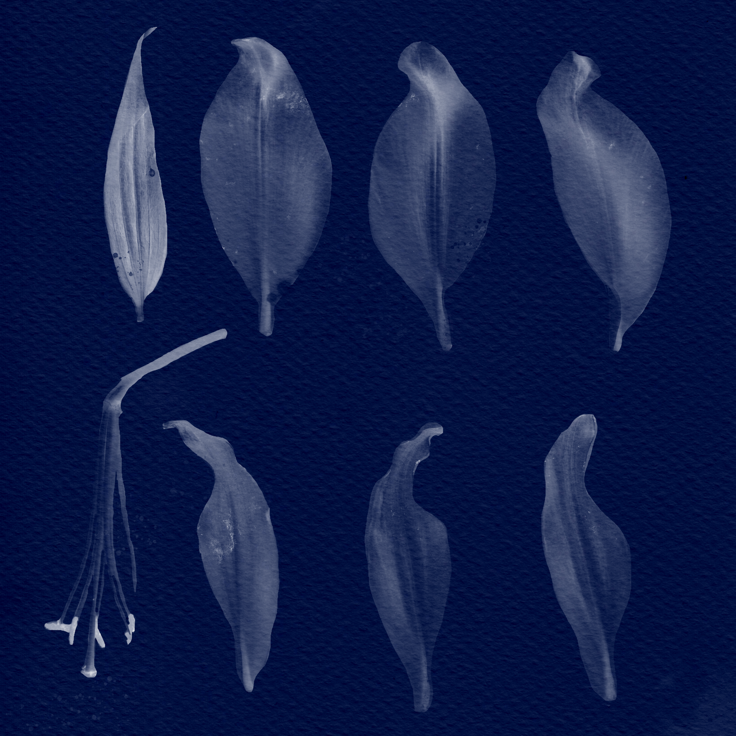 Cyanotype petals.png