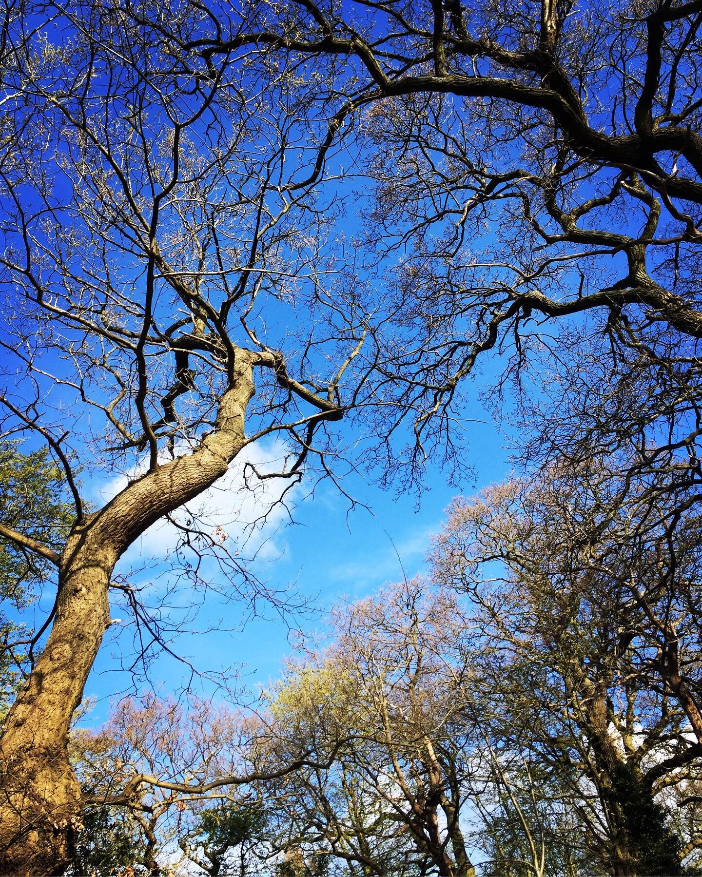 Trees - being outdoors in nature surrounded by and bathed in green beauty has been a saviour each day as I took every opportunity to escape my &lsquo;domestic prison&rsquo; during the various lockdowns. 

This was at the forefront of my mind when I w