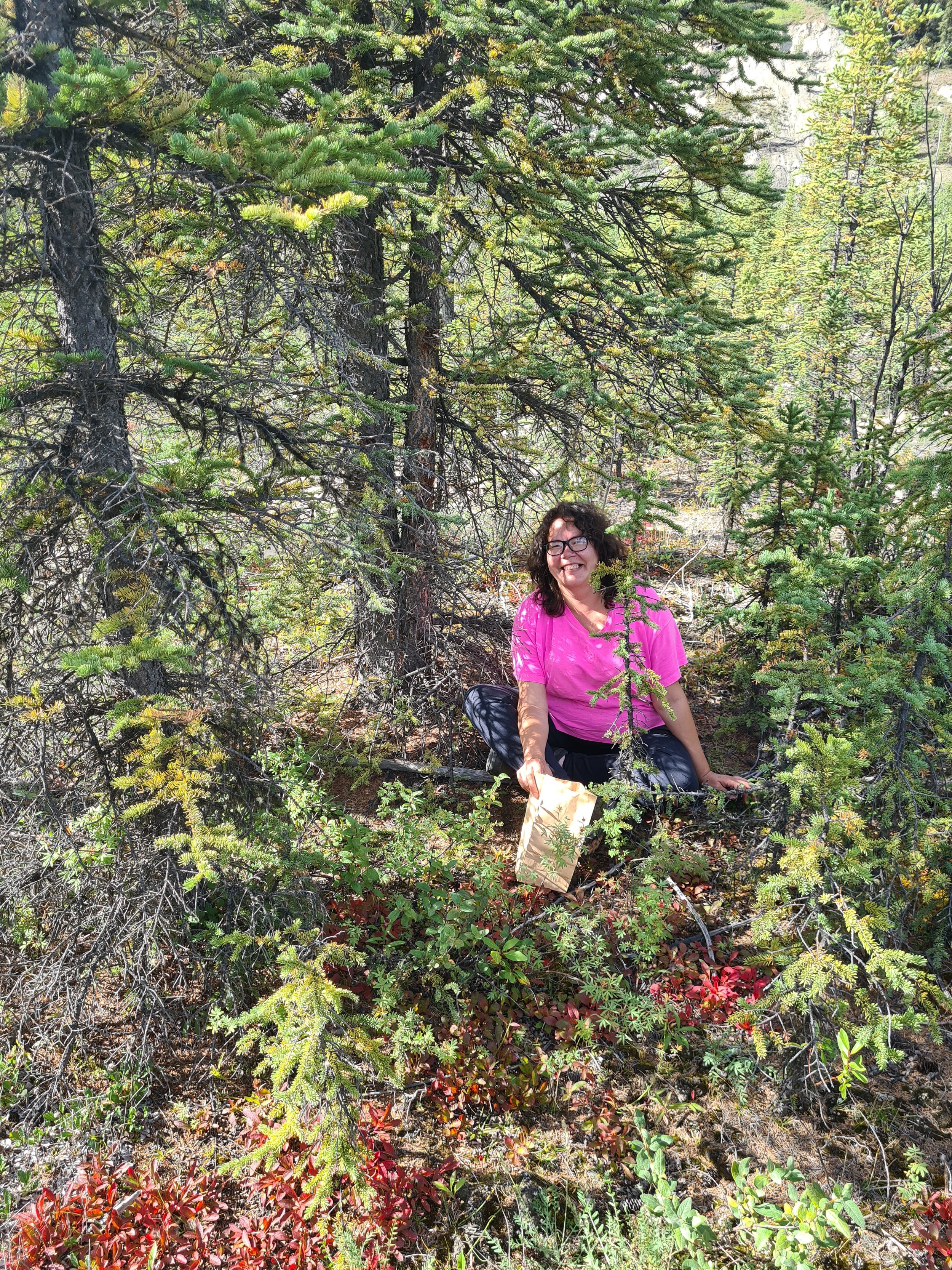 Billy Maje collecting seeds along the South Canol road (August 2022)